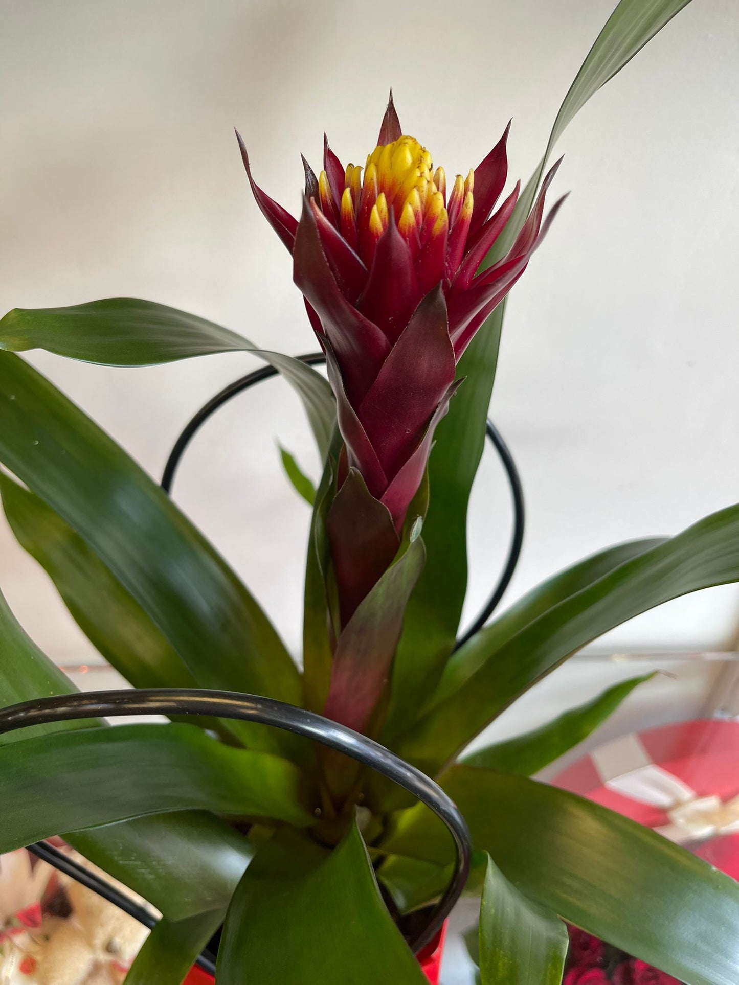 Bromelii