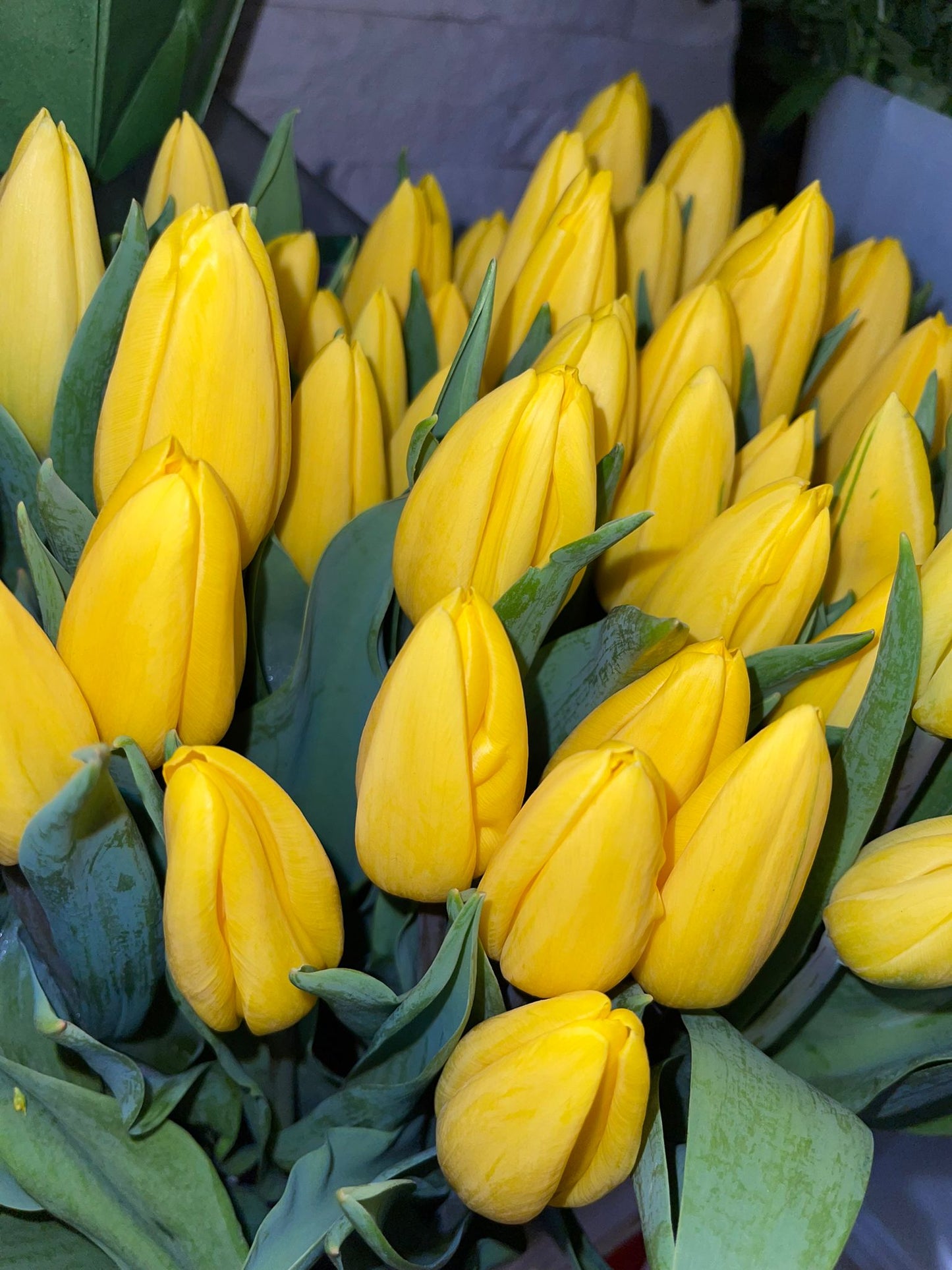 Buchet lalele de diferite culori