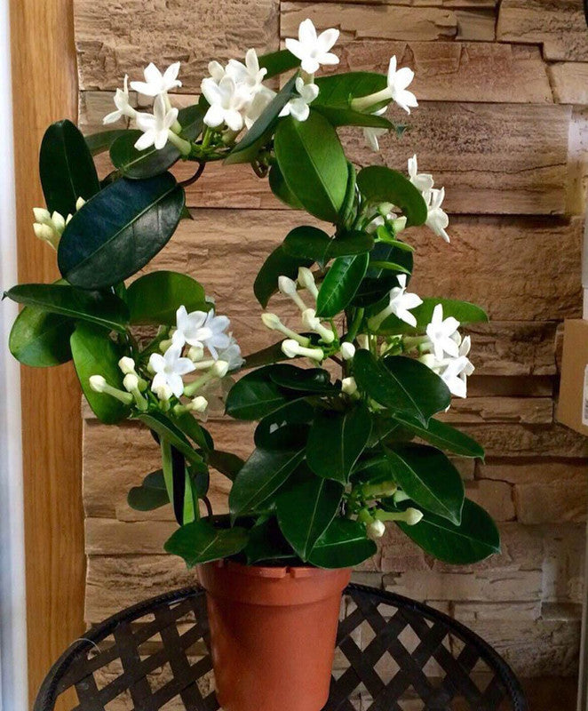 Stephanotis